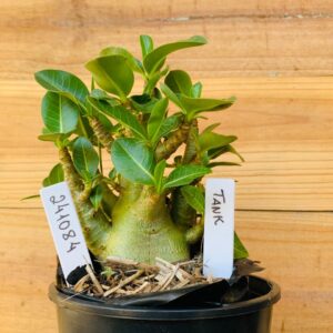 2410 84 Arabicum Tank - F2 12 meses