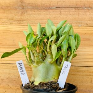 2410 85 Arabicum Tanos - F2 12 meses