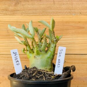 2410 87 Arabicum Star Wars - F2 12 meses