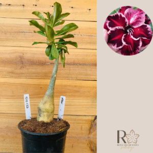 1610 132 Rosa do Deserto Nolan