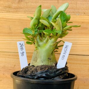 2410 90 Arabicum Hésfero - F2 12 meses