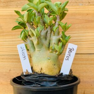 2410 91 Arabicum Brutos - F2 12 meses