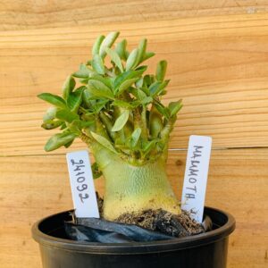 2410 92 Arabicum Mammoth - F2 12 meses