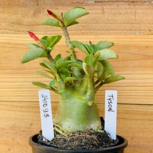 2410 93 Arabicum Tyson - F2 12 meses