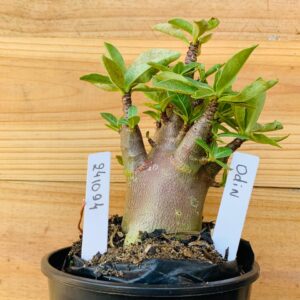 2410 94 Arabicum Odin - F2 12 meses