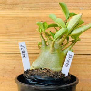 2410 95 Arabicum Ultron- F2 12 meses