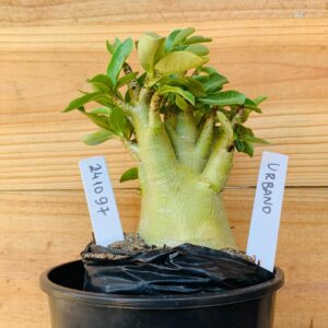 2410 97 Arabicum Urbano - F2 12 meses