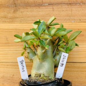 2410 99 Arabicum Brutos - F2 12 meses