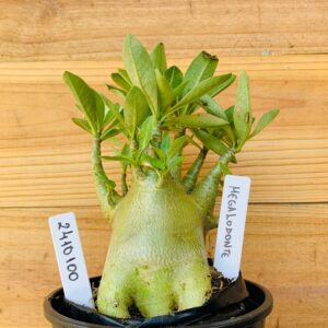 2410 100 Arabicum Megalodonte  - F2 12 meses