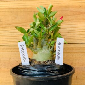 2410 102 Arabicum Minotauro - F2 12 meses