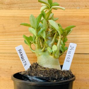 2410 103 Arabicum Mammoth - F2 12 meses