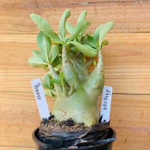 2410 104 Arabicum Popeye - F2 12 meses