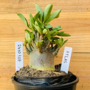 2410 107 Arabicum Atlas - F2 12 meses