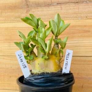 2410 108 Arabicum Megatron - F2 12 meses