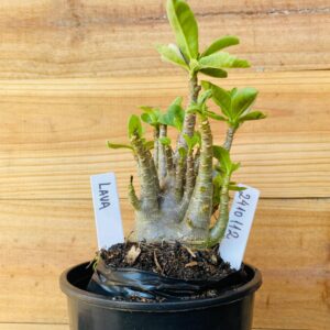 2410 112 Arabicum Lava - F2 12 meses