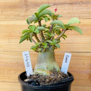 2410 113 Arabicum Onyx - F2 12 meses