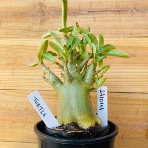 2410 114 Arabicum Turtle - F2 12 meses