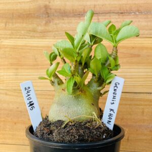 2410 115 Arabicum Genchis Rhan- F2 12 meses