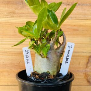 2410 116 Arabicum Dinossaur - F2 12 meses