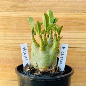 2410 117 Arabicum Megatron - F2 12 meses