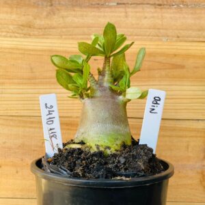 2410 118 Arabicum Odin - F2 12 meses