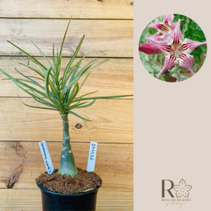 2410 26 Rosa do Deserto Crispum Pull White Strings