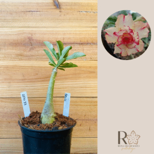 2310 33 Rosa do Deserto BR111