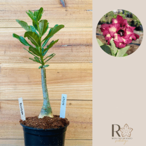 2310 19 Rosa do Deserto Blossom