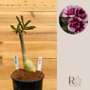 1810 84 Rosa do Deserto Star Brown