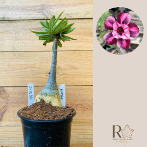 2410 32 Rosa do Deserto Elayne