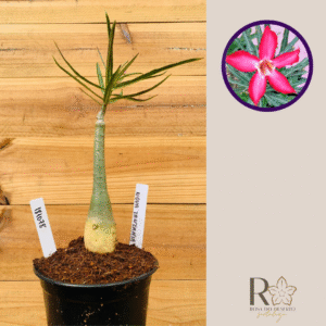 1810 78 Rosa do Deserto Nova Tanzania