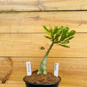 2510 02 Rosa do Deserto Disney