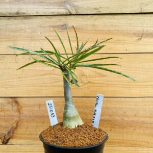 2510 03 Rosa do Deserto Crispum Red Strings