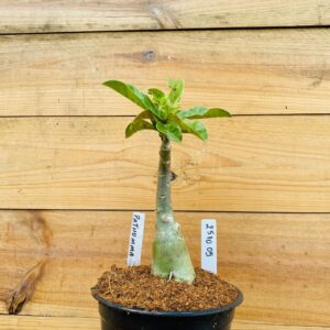 2510 05 Rosa do Deserto Pathumma