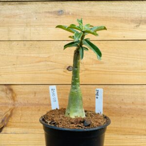 2510 09 Rosa do Deserto JA 60