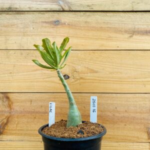 2510 16 Rosa do Deserto Lilac