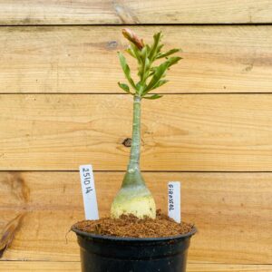 2510 14 Rosa do Deserto Girassol