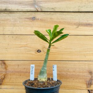 2510 17 Rosa do Deserto LM-2