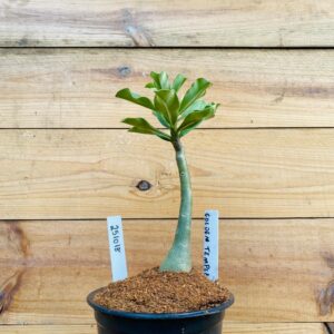 2510 18 Rosa do Deserto Golden Temple