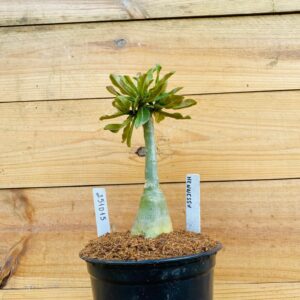 2510 15 Rosa do Deserto Henessy