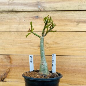 2510 31 Rosa do Deserto Star Brown