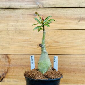 2510 35 Rosa do Deserto Emma