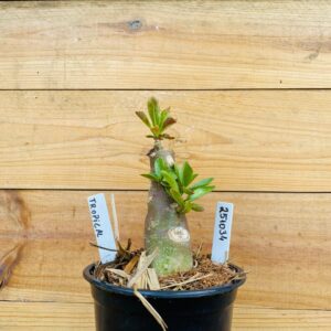 2510 34 Rosa do Deserto Tropical