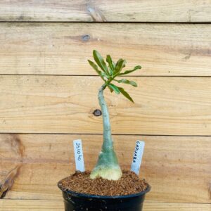 2510 40 Rosa do Deserto Capixaba