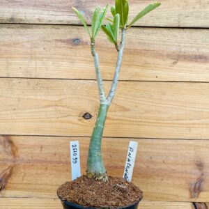 2510 39 Anaconda Somalense