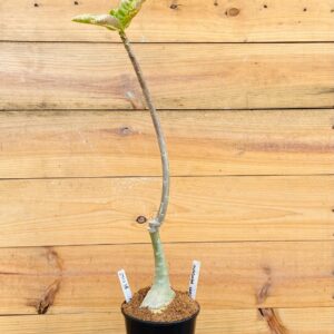 2510 36 Anaconda Var.