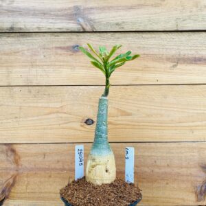 2510 45 Rosa do Deserto LM-2