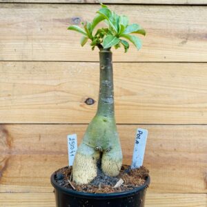 2510 41 Rosa do Deserto Pola