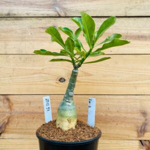 2510 51 Rosa do Deserto Lm-2