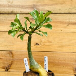 2510 52 Rosa do Deserto Golden Temple